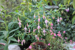 Fuchsie 'Whiteknight's Pearl'