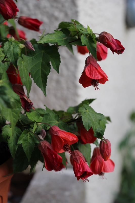 Abutilon 