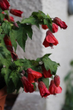 Abutilon 