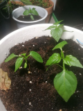 Chillis