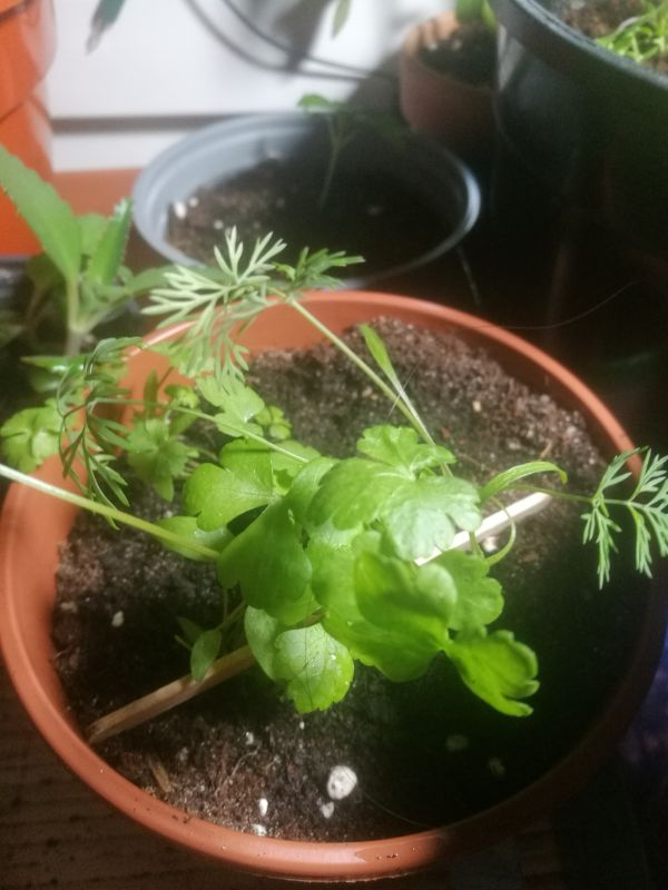 Dill und Basilikum