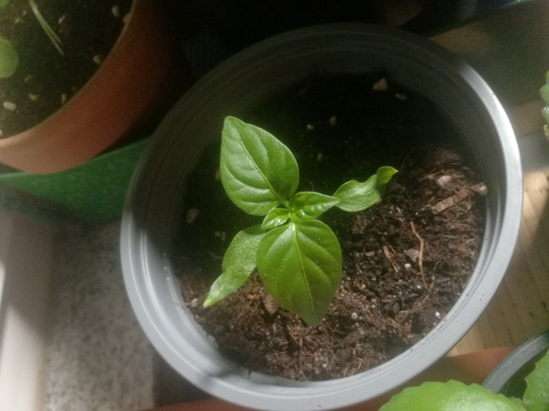 Chilli