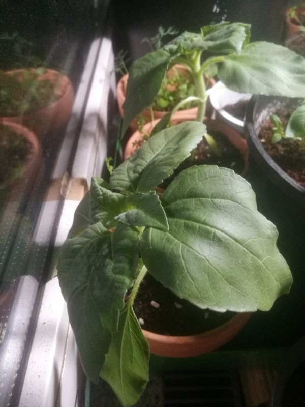 Sonnenblume 1+2
