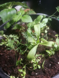 Duftgartensaat