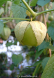 grüner Tomatillo, Frucht
