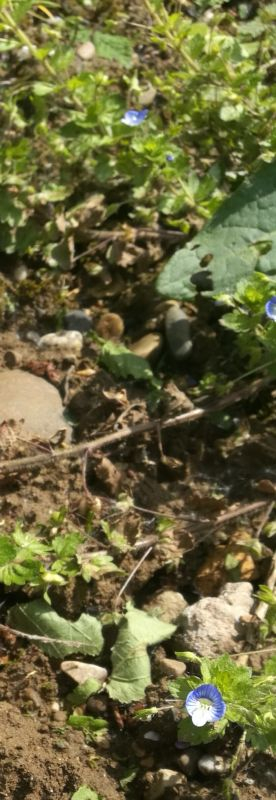 Gammander Ehrenpreis?