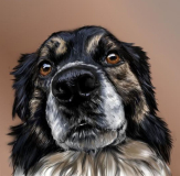 Hundeportrait