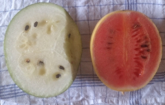 Melonen