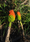 Dracunculus vulgaris - Fruchtstand