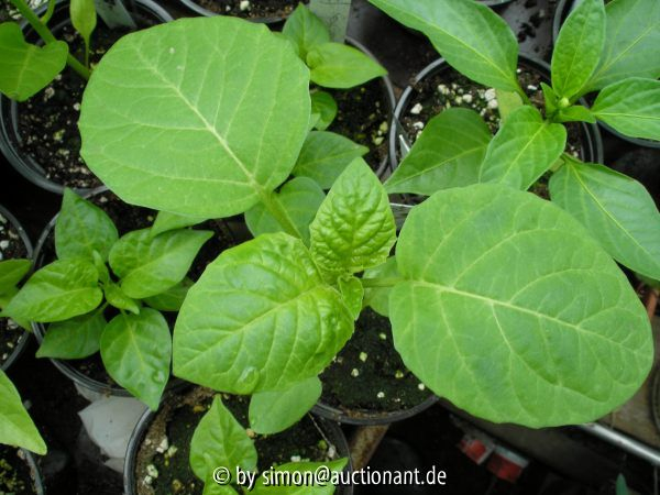grüner Tomatillo