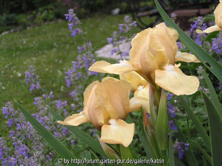 kleine Iris no name