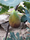 perretta-