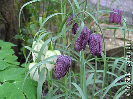 Fritillaria
