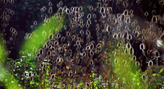 Dipsacus fullonum