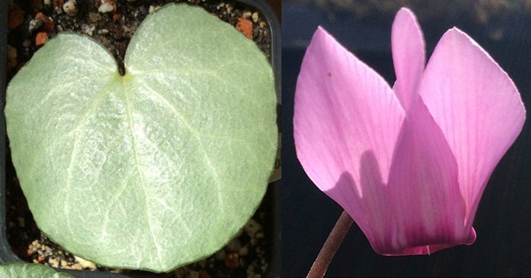 Cyclamen purpurascens