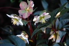 Helleborus