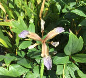Iris foetidissima 
