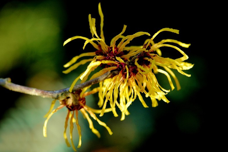 Hamamelis