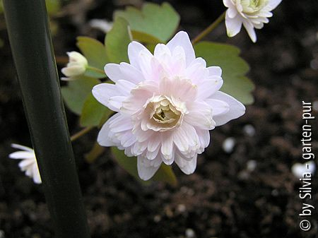Anemonella Cameo