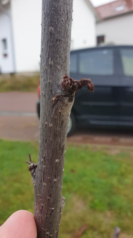 Kirsche abgestorbene Blätter