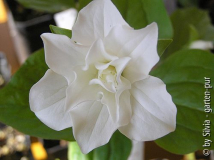 Trillium gefüllt