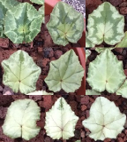 Cyclamen hederifolium