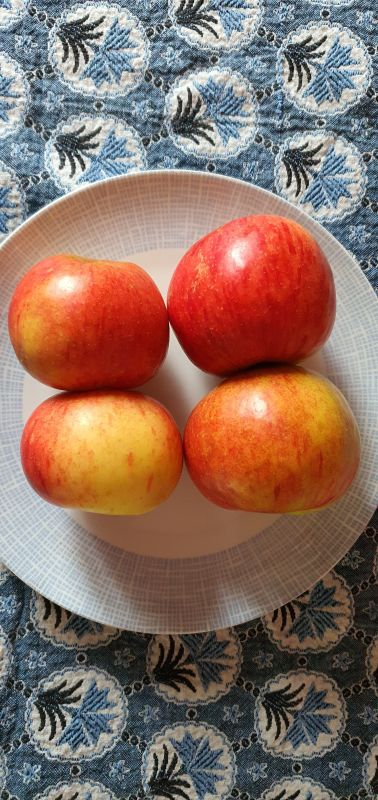 Baum_4_unten
