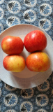 oben_Baum_4
