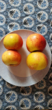 oben_Baum_4