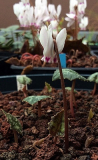 Cyclamen cyprium