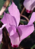 Cyclamen mirabile