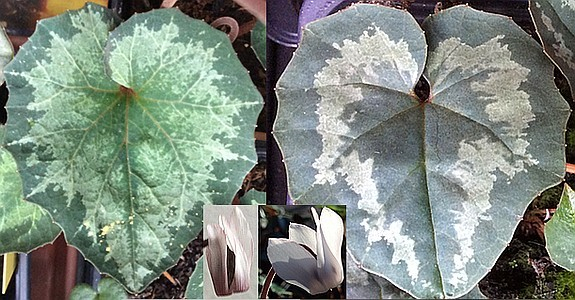 Cyclamen balearicum (links), peloponnesiacum f.album (rechts)
