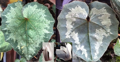 Cyclamen balearicum (links), peloponnesiacum f.album (rechts)