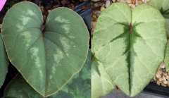Cyclamen elegans