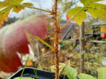 Stacheln von Schneebeeren-Sämling (R. niveum)
