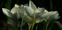 Crocus goulimyi