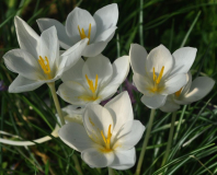 Crocus goulimyi