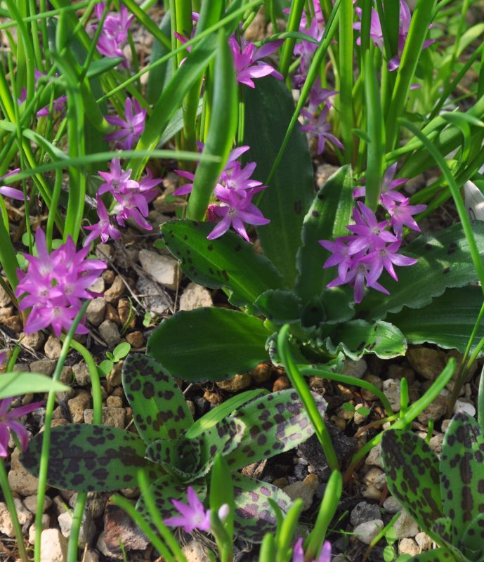 Polyxena pauciflora