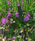 Polyxena pauciflora