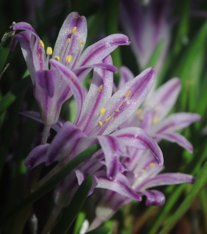 Polyxena corymbosa