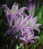 Polyxena corymbosa