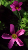 Oxalis hirta