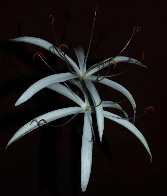 Crinum calamistratum - Blüte