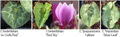 Cyclamen 