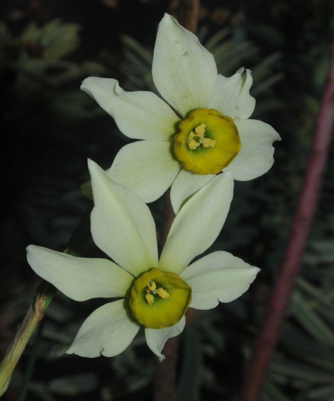 Narcissus 'Viridiflora'