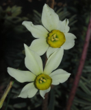 Narcissus 'Viridiflora'