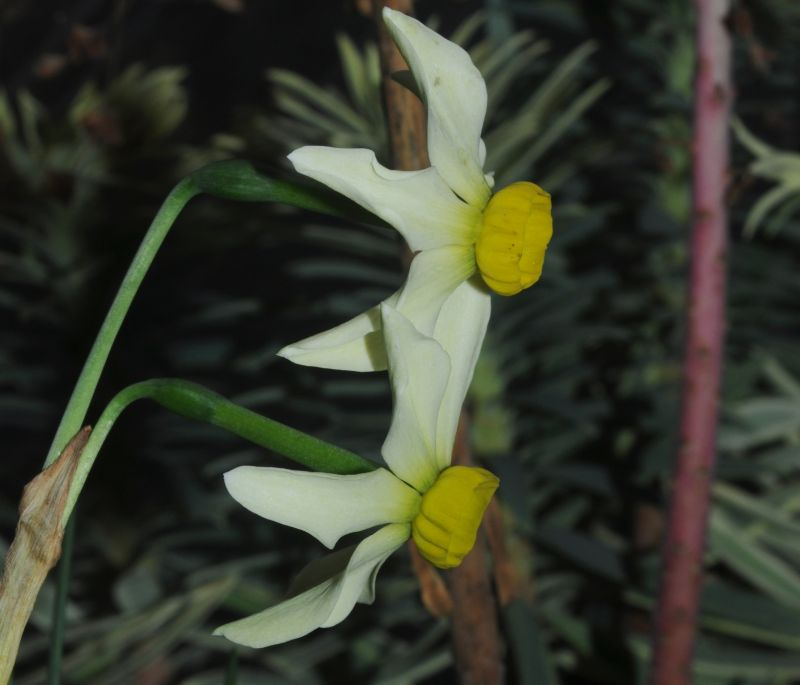 Narcissus 'Viridiflora'