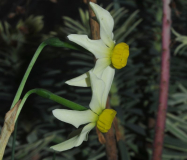 Narcissus 'Viridiflora'