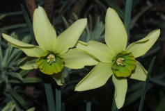 Narcissus 'Viridiflora'