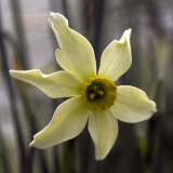Narcissus 'Viridiflora'